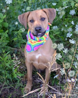 BooBoo-ADOPTED 9.1.12