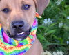 BooBoo-ADOPTED 9.1.12