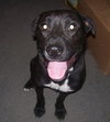 Frankie - ADOPTED 08.29.12
