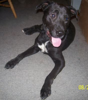 Frankie - ADOPTED 08.29.12
