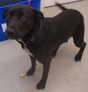 Frankie - ADOPTED 08.29.12