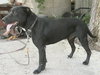 Frankie - ADOPTED 08.29.12