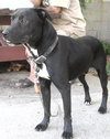 Frankie - ADOPTED 08.29.12