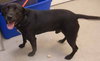 Frankie - ADOPTED 08.29.12