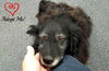 Miss Smooch-ADOPTED 09/17/12