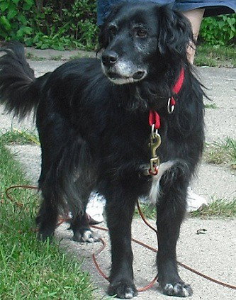 Miss Smooch-ADOPTED 09/17/12