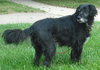 Miss Smooch-ADOPTED 09/17/12