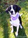 Tilly-ADOPTED 02.02.13