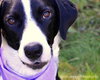 Tilly-ADOPTED 02.02.13