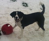 Tilly-ADOPTED 02.02.13
