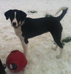 Tilly-ADOPTED 02.02.13