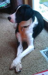 Tilly-ADOPTED 02.02.13