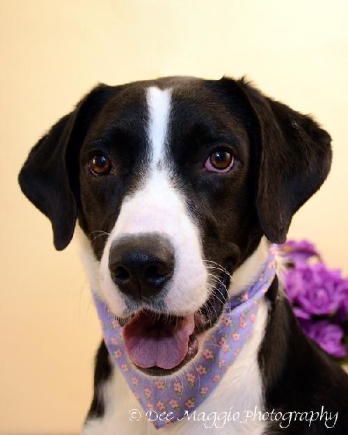 Tilly-ADOPTED 02.02.13