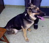 Gwen - ADOPTED-11.4.15