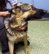 Gwen - ADOPTED-11.4.15