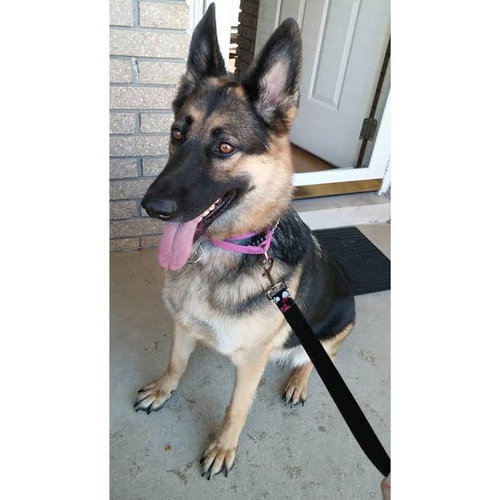 Gwen - ADOPTED-11.4.15