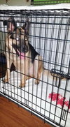 Gwen - ADOPTED-11.4.15