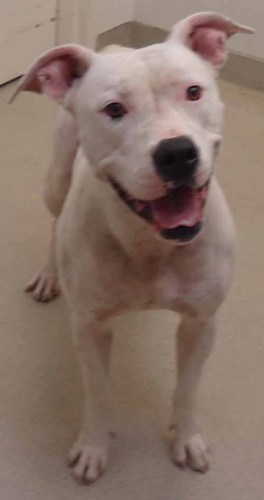 Kenzi-ADOPTED 9.5.12