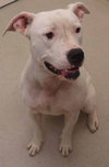 Kenzi-ADOPTED 9.5.12