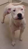 Kenzi-ADOPTED 9.5.12