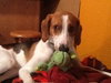 Russel_ADOPTED 09.23.12