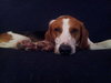 Russel_ADOPTED 09.23.12
