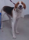 Russel_ADOPTED 09.23.12