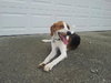 Russel_ADOPTED 09.23.12