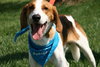 Russel_ADOPTED 09.23.12