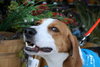 Russel_ADOPTED 09.23.12