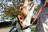 Russel_ADOPTED 09.23.12