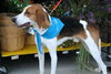 Russel_ADOPTED 09.23.12
