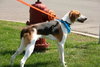 Russel_ADOPTED 09.23.12