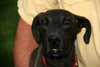 Amelia - ADOPTED 09.25.12