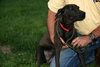 Amelia - ADOPTED 09.25.12
