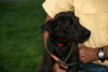 Amelia - ADOPTED 09.25.12