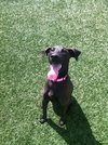Amelia - ADOPTED 09.25.12