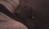 Amelia - ADOPTED 09.25.12