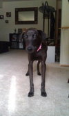 Amelia - ADOPTED 09.25.12