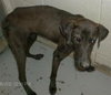 Amelia - ADOPTED 09.25.12