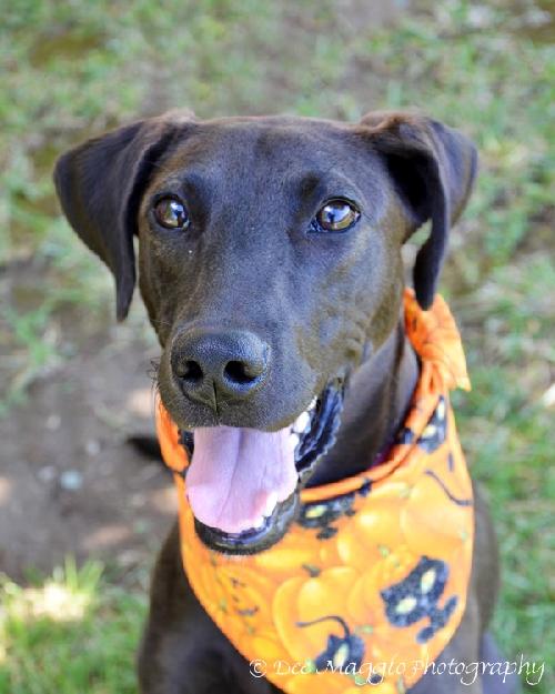 Amelia - ADOPTED 09.25.12