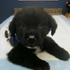 Meko *Special Needs Puppy* - ADOPTED 06.27.14