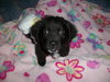 Meko *Special Needs Puppy* - ADOPTED 06.27.14