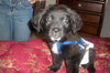 Meko *Special Needs Puppy* - ADOPTED 06.27.14