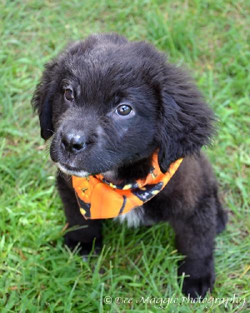 Meko *Special Needs Puppy* - ADOPTED 06.27.14