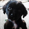 Meko *Special Needs Puppy* - ADOPTED 06.27.14