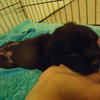 Meko *Special Needs Puppy* - ADOPTED 06.27.14