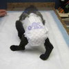 Meko *Special Needs Puppy* - ADOPTED 06.27.14