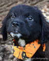 Meko *Special Needs Puppy* - ADOPTED 06.27.14
