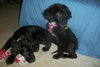 Meko *Special Needs Puppy* - ADOPTED 06.27.14